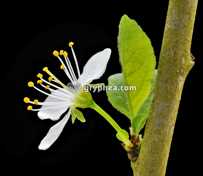 Merisier (Prunus avium) - Fleur en CL - gryphea.com